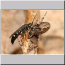 Episyron rufipes - Wegwespe w29 beim Nesteintrag mit einer Spinne.jpg